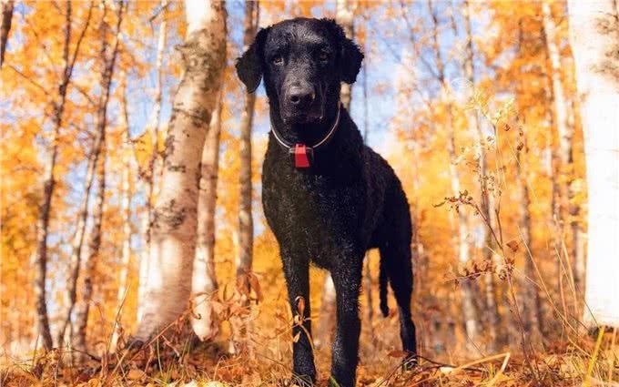 狩猎之王:切萨皮克湾寻回犬和卷毛寻回犬介绍