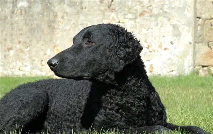 狩猎之王:切萨皮克湾寻回犬和卷毛寻回犬介绍