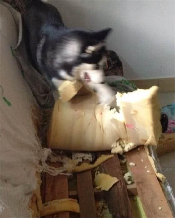 狗狗智商排行，撒手没居然不在倒数行列