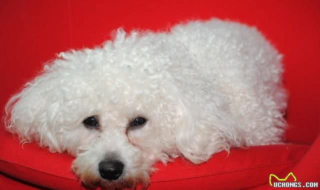 宠物健康养护，如何用家中常见物品为宠物做SPA?