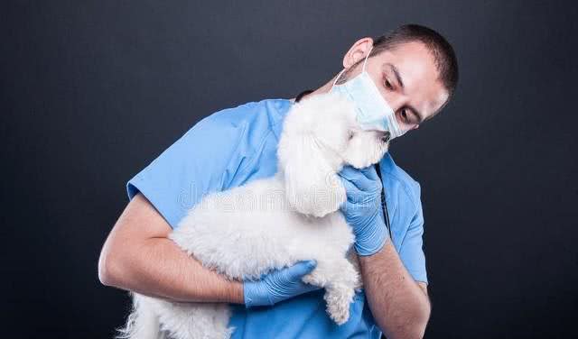 宠物健康养护，如何用家中常见物品为宠物做SPA?