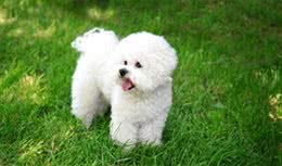 宠物健康养护，如何用家中常见物品为宠物做SPA?