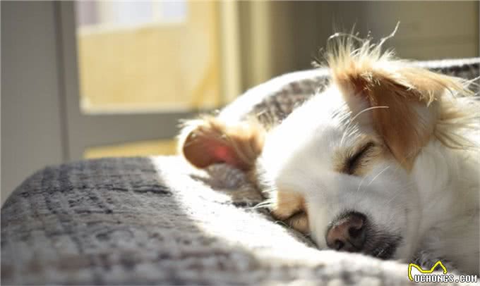 如何更好照顾年迈狗狗?这些要点你都要关注