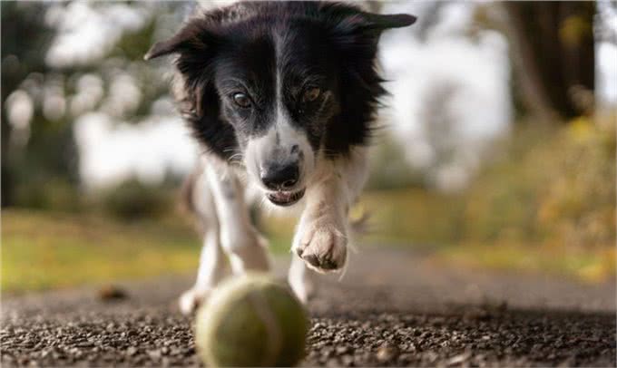如何更好照顾年迈狗狗?这些要点你都要关注