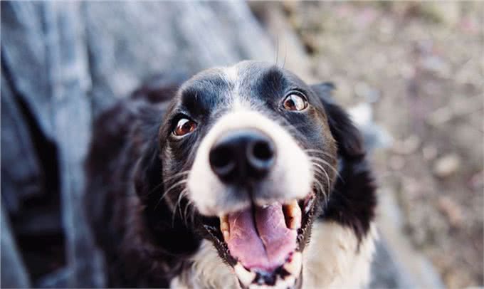 如何更好照顾年迈狗狗?这些要点你都要关注