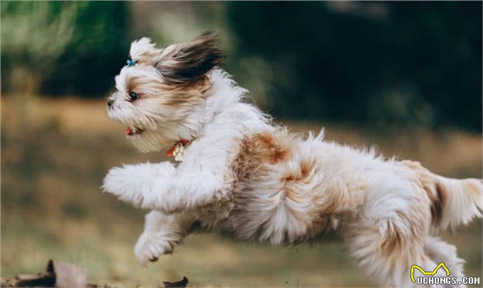 如何更好照顾年迈狗狗?这些要点你都要关注