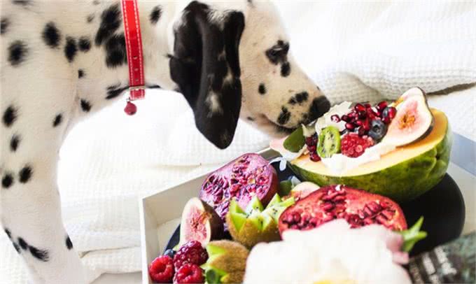 如何更好照顾年迈狗狗?这些要点你都要关注