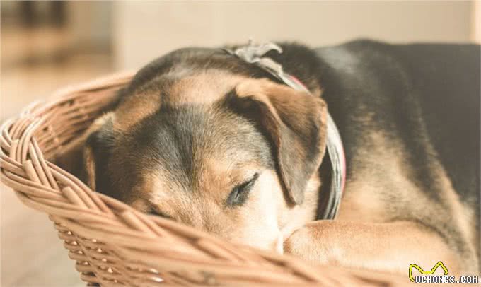 如何更好照顾年迈狗狗?这些要点你都要关注