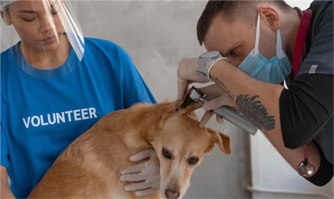 如何更好照顾年迈狗狗?这些要点你都要关注