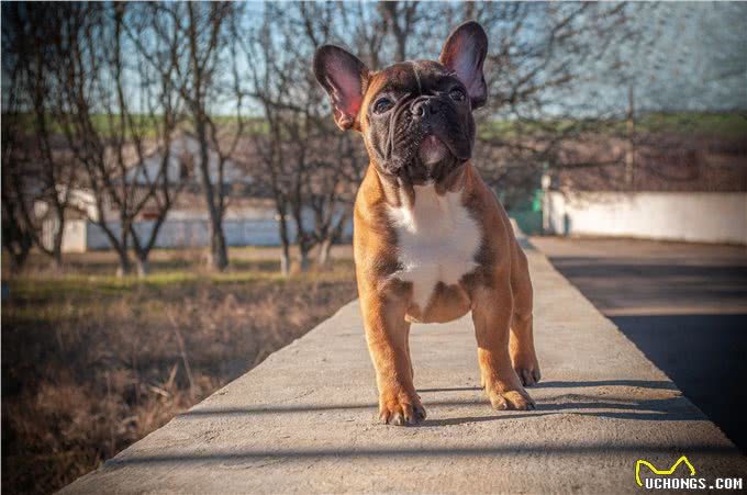 狗狗的脚垫为什么会长出奇怪的毛?这种疾病你可能不知道