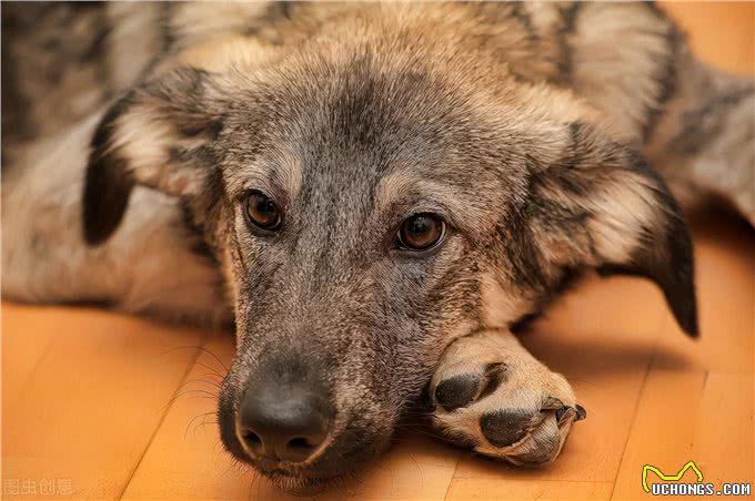 狗狗的脚垫为什么会长出奇怪的毛?这种疾病你可能不知道