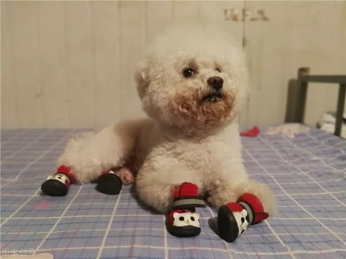 狗狗的脚垫为什么会长出奇怪的毛?这种疾病你可能不知道