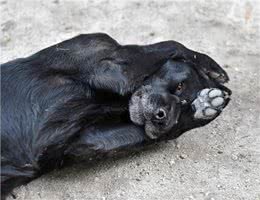 狗狗的脚垫为什么会长出奇怪的毛?这种疾病你可能不知道