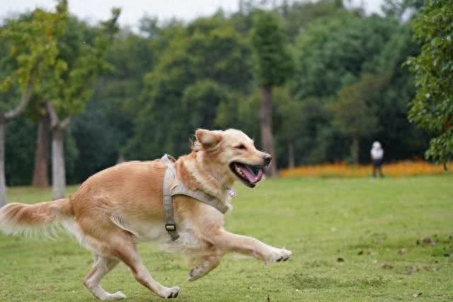 你知道你的狗这些行为都是干嘛吗?