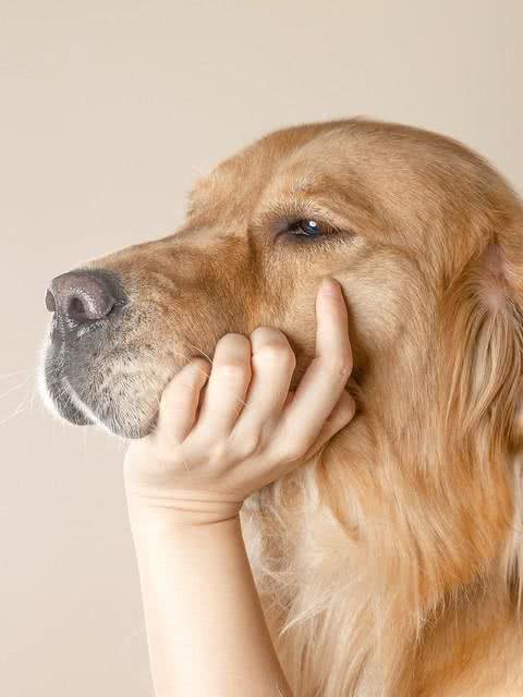 你知道你的狗这些行为都是干嘛吗?