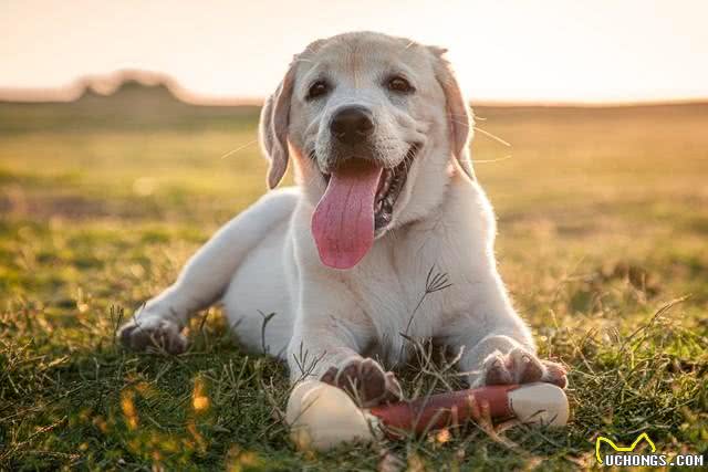 你知道你的狗这些行为都是干嘛吗?