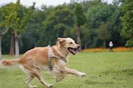 你知道你的狗这些行为都是干嘛吗?