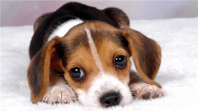 养狗后不得不承认的几个事实，很多人都中了