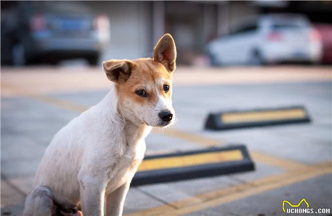 养狗后不得不承认的几个事实，很多人都中了