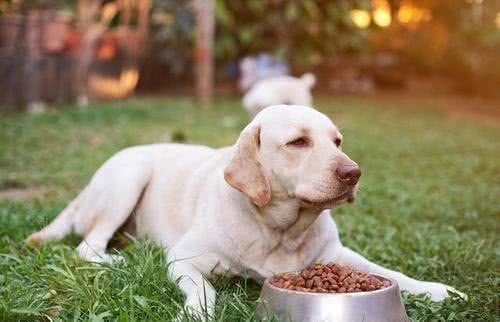 养狗后不得不承认的几个事实，很多人都中了