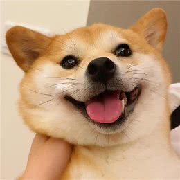 养狗后不得不承认的几个事实，很多人都中了