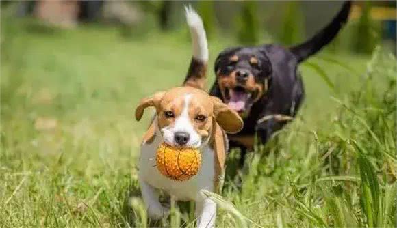 狗狗捡到玩具却不愿交给你?主人你知道它心里是咋想的吗?