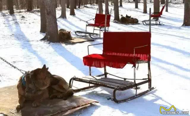 狗狗拉着主人体验狗拉雪橇