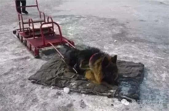 狗狗拉着主人体验狗拉雪橇