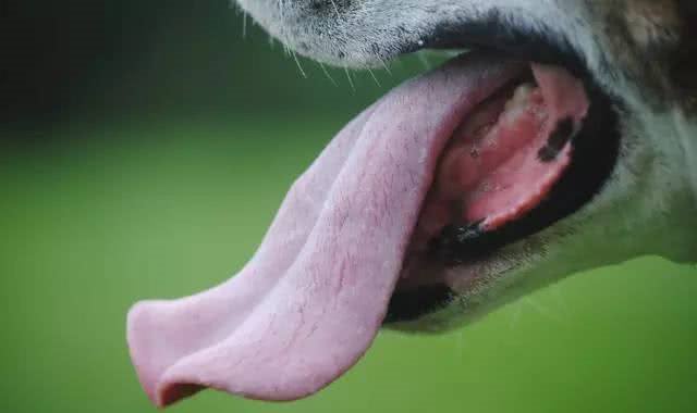 狗狗的嘴真的比人嘴干净吗?