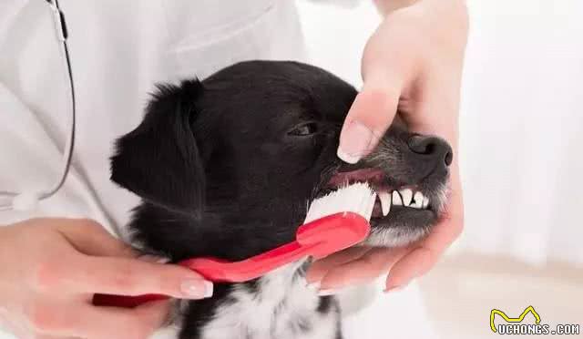 狗狗的嘴真的比人嘴干净吗?