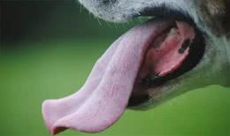 狗狗的嘴真的比人嘴干净吗?