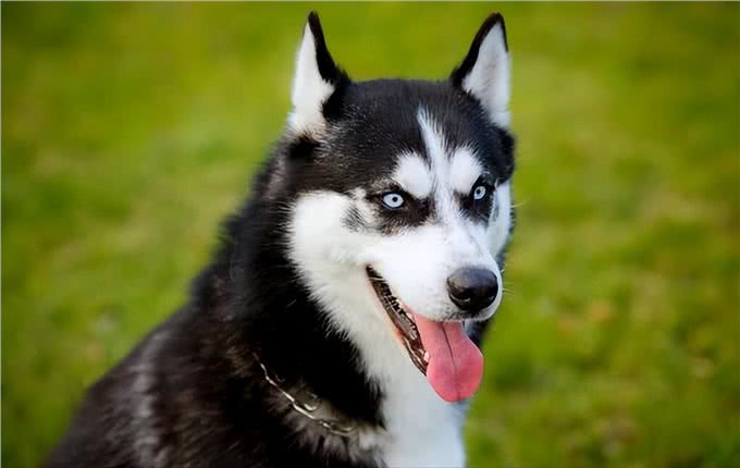 这几种狗，被公认4不养，送你也别要!