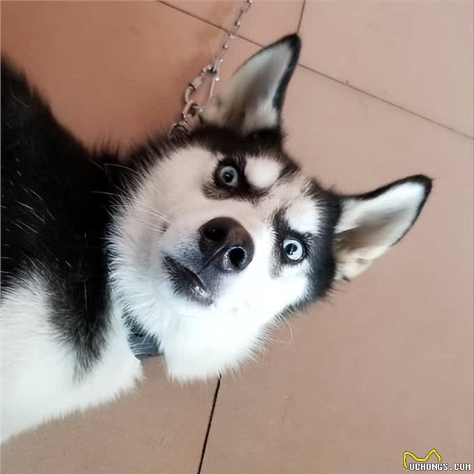 这几种狗，被公认4不养，送你也别要!