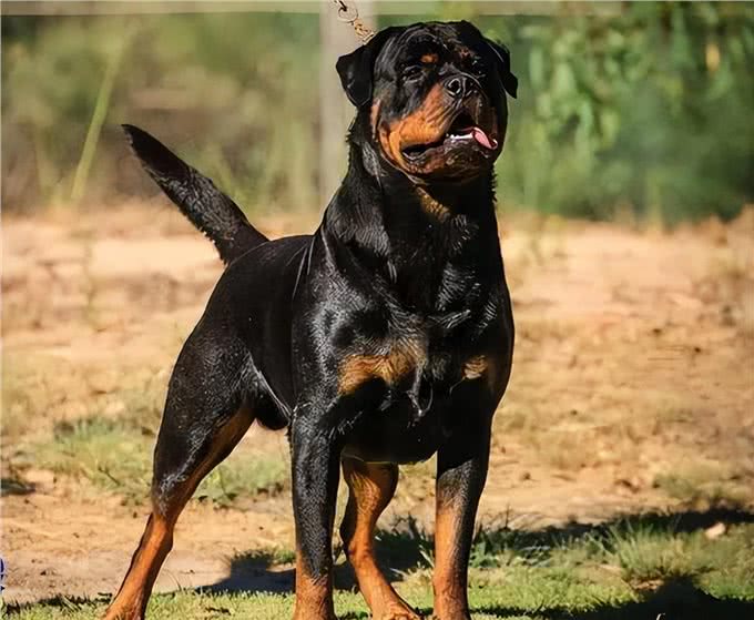 这几种狗，被公认4不养，送你也别要!