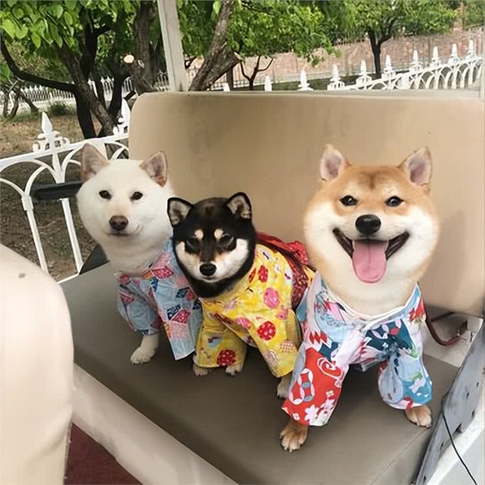 这几种狗，被公认4不养，送你也别要!