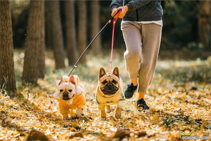 这几种狗，被公认4不养，送你也别要!