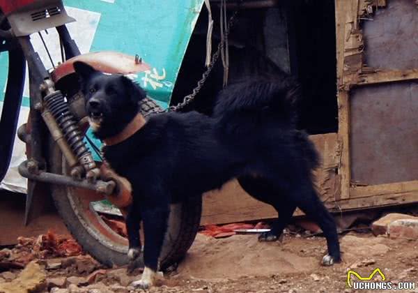相犬大全之乌犬踏雪，看家护院之首选