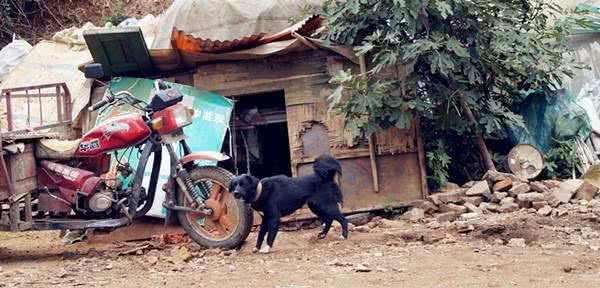 相犬大全之乌犬踏雪，看家护院之首选