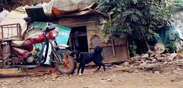 相犬大全之乌犬踏雪，看家护院之首选