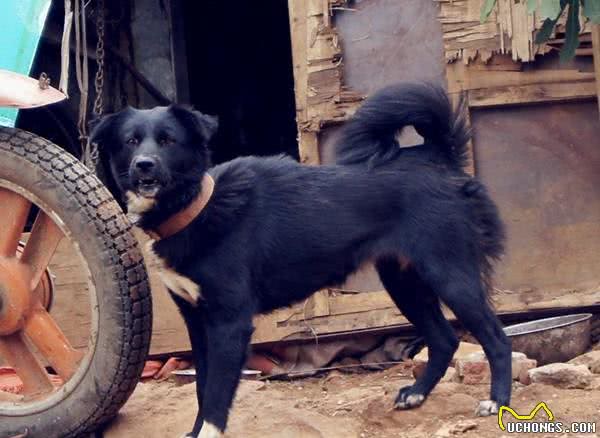 相犬大全之乌犬踏雪，看家护院之首选
