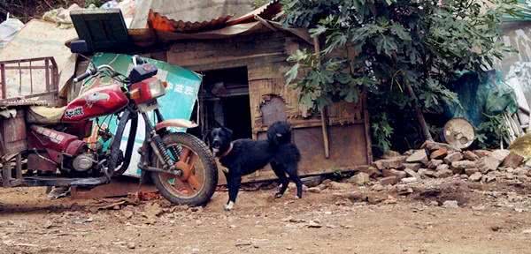 相犬大全之乌犬踏雪，看家护院之首选