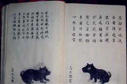 相犬大全之乌犬踏雪，看家护院之首选