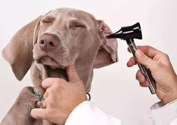 如何去除狗的三大臭