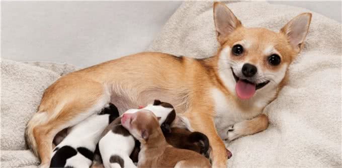 最简单看狗怀孕的方法及注意事项