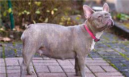 最简单看狗怀孕的方法及注意事项