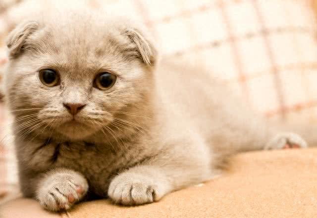 待人友善温柔喵星人代表—苏格兰折耳猫