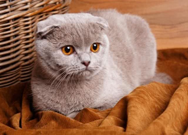 待人友善温柔喵星人代表—苏格兰折耳猫