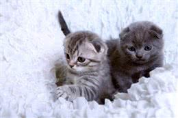 待人友善温柔喵星人代表—苏格兰折耳猫