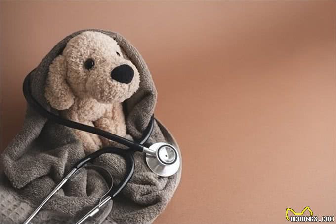 揭秘狗狗分离焦虑症：四大初期症状及应对策略，不容忽视!