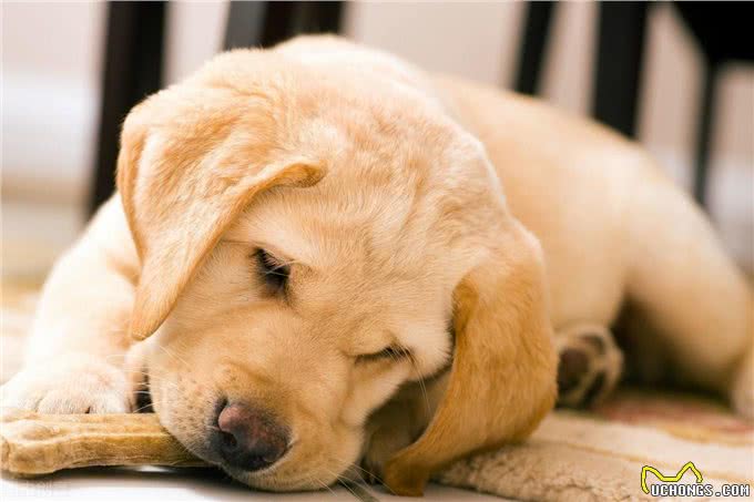 不能给狗狗吃饱饭，长期进食过饱，危害很大
